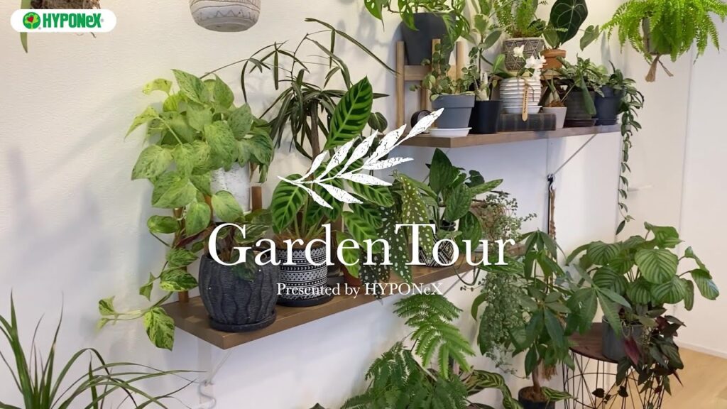 🕊Garden Tour🕊59リノベーションした際に設置した植物棚がお気に入り、植物の配置などバランスにもこだわったお部屋