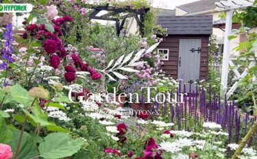 🕊Garden Tour🕊62：バラや宿根草などの植物と手作りの小屋やパーゴラの風景を楽しむお庭