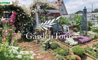 🕊Garden Tour🕊63：バラが満開に咲き誇る知識もゼロの状態から夫婦で作り上げたお庭