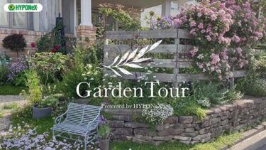 🕊Garden Tour🕊64：バラと草花が黄金色の麦とコラボする石積みにこだわりのあるお庭