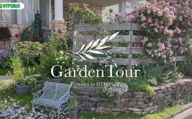 🕊Garden Tour🕊64：春のバラと草花が黄金色の麦とコラボする、バラの季節の風景が素敵な、石積みにこだわりのあるお庭