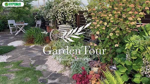 🕊Garden Tour🕊66 種類が豊富なアジサイが印象的な、和風の家の外観と芝生の庭に合わせた和洋折衷なお庭