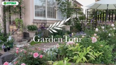 🕊Garden Tour🕊67：ローメンテで寛げるバラの庭を目指して、バラの庭からナチュラルガーデンへと移り変わっていったお庭