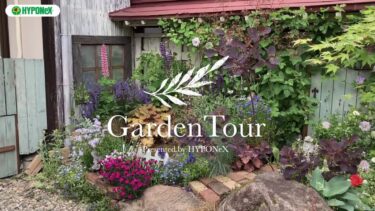 🕊Garden Tour🕊68：借家の日本庭園風のお庭を、コツコツと土づくりやDIYを行いナチュラルガーデンに仕立てた見どころ満載のお庭