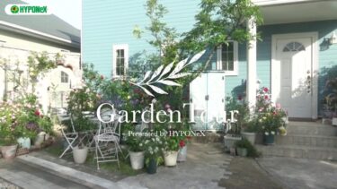 🕊Garden Tour🕊70：つるバラ10本と5本の木を植えた南側の庭や、バラを絡めたモルタル造形、鉢バラを並べたウッドデッキなど、バラで溢れた庭