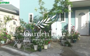 🕊Garden Tour🕊70：つるバラ10本と5本の木を植えた南側の庭や、バラを絡めたモルタル造形、鉢バラを並べたウッドデッキなど、バラで溢れた庭