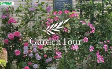 🕊Garden Tour🕊71 小さなお庭にバラや宿根草など大好きなものをギュギュっと植え込んだ、レンガの小径でゆっくりと散策できるお庭