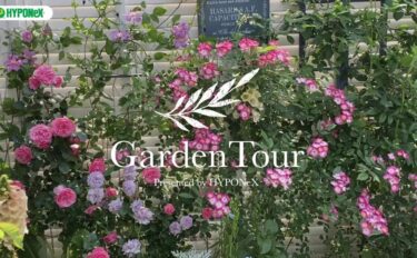 🕊Garden Tour🕊71：バラや宿根草などをギュギュっと植え込んだゆっくりと散策できるお庭