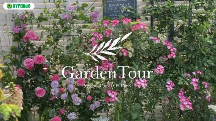 🕊Garden Tour🕊71：小さなお庭にバラや宿根草など大好きなものをギュギュっと植え込んだ、レンガの小径でゆっくりと散策できるお庭