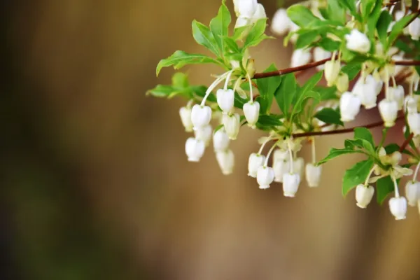 ドウダンツツジの育て方】|お手入れのコツや剪定方法、増やし方 | 植物とあなたをつなぐPlantia