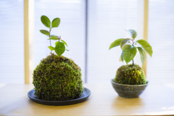 苔玉の育て方】｜基本の管理のコツや植えかえ方法、新しい苔玉の作り方 