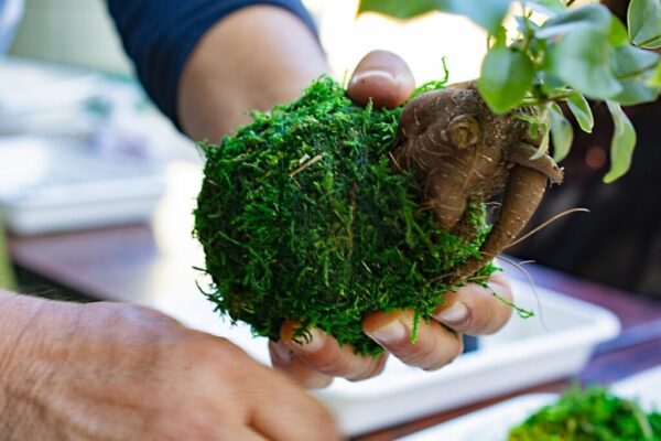 苔玉の育て方】｜基本の管理のコツや植えかえ方法、新しい苔玉の