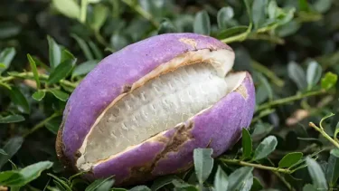 果樹栽培】アケビの育て方｜株分け、植えかえ時期をご紹介します
