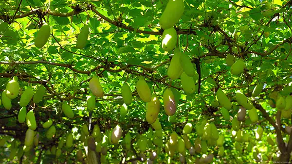 【果樹栽培】アケビの育て方|株分け、植えかえ時期をご紹介します。