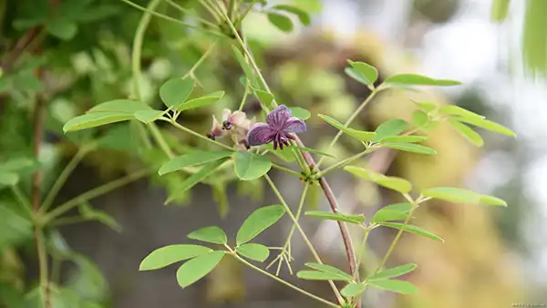 【果樹栽培】アケビの育て方|株分け、植えかえ時期をご紹介します。