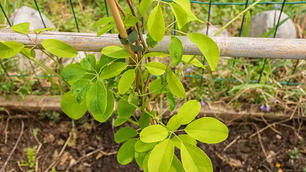 【果樹栽培】アケビの育て方|株分け、植えかえ時期をご紹介します。
