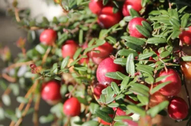 果樹栽培】【クランベリーの育て方】｜かわいい花や実の観賞を楽しむ