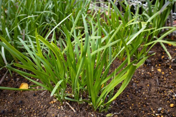 【家庭菜園】【ニラの育て方】｜家庭菜園でニラをたくさん収穫しよう！栽培のコツや注意点は？