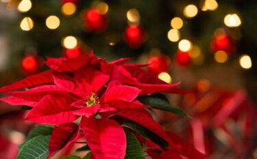 【ポインセチアの育て方】クリスマスに欠かせない植物！ポインセチアを育てよう