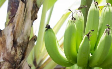 【果樹栽培】【バナナの育て方】：収穫のコツやバナナの木を育てる方法について紹介します