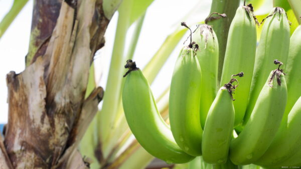 【果樹栽培】【バナナの育て方】：収穫のコツやバナナの木を育てる方法について紹介します