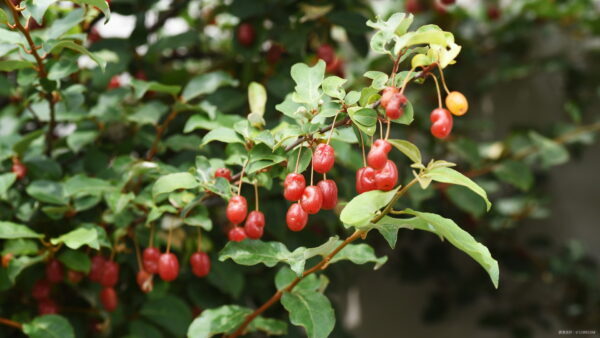 グミの木の育て方】｜植えかえ・収穫時期をご紹介します！