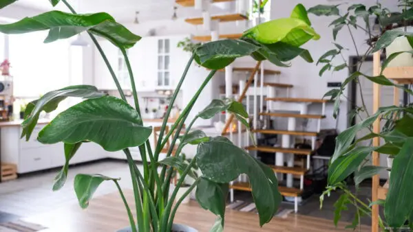 ドライガーデン】乾燥に強い植物10選！育て方や選び方をご紹介します 
