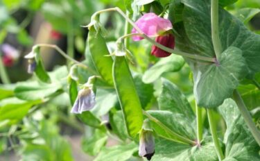 【家庭菜園】【サヤエンドウ（絹さや）の育て方】｜秋から栽培できる！日々の管理や収穫のコツ