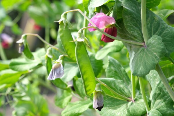 【家庭菜園】【サヤエンドウ（絹さや）の育て方】｜秋から栽培できる！日々の管理や収穫のコツ