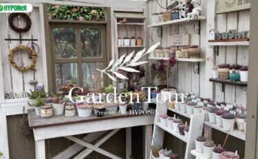 🕊Garden Tour🕊54：ヘンリーヅタが覆う手作りの多肉小屋に、色鮮やかな多肉植物が可愛らしく並ぶ、日当たりよく植物が元気に育つお庭