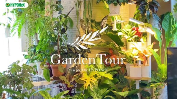 🕊Garden Tour🕊55：家にある植物の９割が斑入りの観葉植物☆テレビの両サイドに色鮮やかな植物が並ぶお部屋