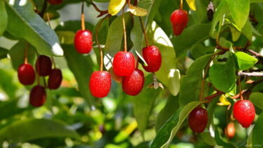 冷蔵　ナツグミ　グミの実　5キロ ナツグミ グミ 落葉性の特徴と育て方 | 苗木部の部室 〜苗木、育てよう