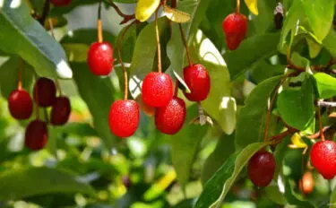 【グミの木の育て方】｜植えかえ・収穫時期をご紹介します！