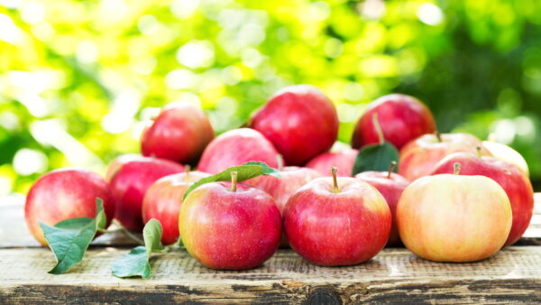【果樹栽培】りんごの育て方｜栽培のポイントや剪定方法などを紹介します！