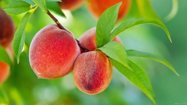 【果樹栽培】桃の育て方｜ 栽培のコツなど失敗しない育て方についてご紹介します！