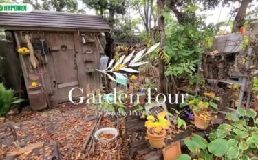 🕊Garden Tour🕊48：夕暮れ時には焚き火をしながら庭飲みを楽しめる、ケヤキの落ち葉で覆われ野鳥のさえずりが聞こえる、自然豊かなお庭