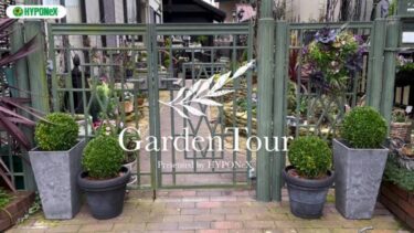 🕊Garden Tour🕊49：リビングから続くガーデニンリビングから、庭の花を見ながらくつろげる、コツウォルズストーンを敷き詰めたアプローチがおしゃれなお庭