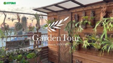 🕊Garden Tour🕊50：自作のビカクシダのハンギングがバルコニーいっぱいに並ぶ、リビングから続くガーデンリビングがおしゃれなお家