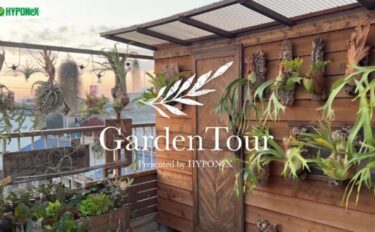 🕊Garden Tour🕊50：自作のビカクシダのハンギングがバルコニーいっぱいに並ぶ、リビングから続くガーデンリビングがおしゃれなお家