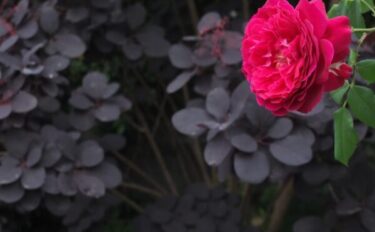 バラをもっと深く知る㉝ 花の個性を引き立てる～下を向く葉