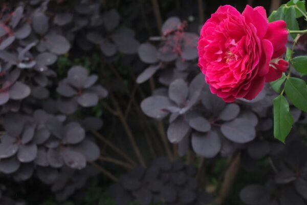 バラをもっと深く知る㉝ 花の個性を引き立てる～下を向く葉