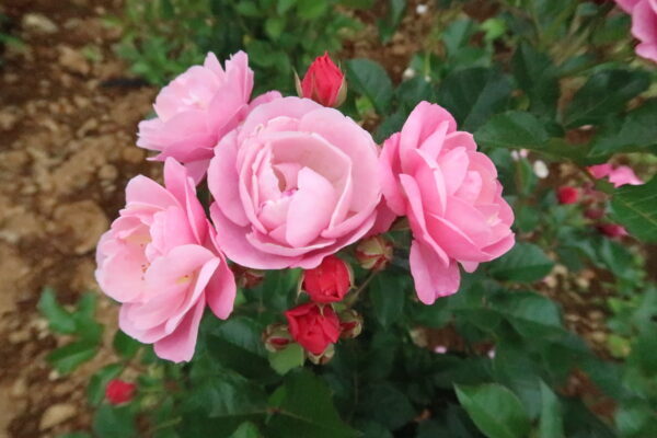 バラをもっと深く知る㉜ 花の印象を際立たせる蕾の色