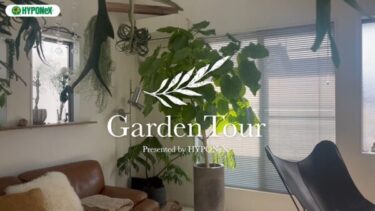 🕊Garden Tour🕊44：ビカクシダの流木付けがオシャレな、明るい南向きのリビングでハンギングで飾られた植物を中心に暮らすお部屋