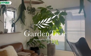 🕊Garden Tour🕊44：ビカクシダの流木付けがオシャレな、明るい南向きのリビングでハンギングで飾られた植物を中心に暮らすお部屋