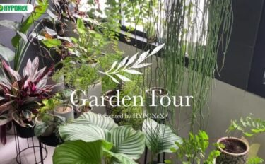 🕊Garden Tour🕊47：シダ系植物を中心に、ハンギングやスタンドを使って、インテリアとして雰囲気が出るように植物を育てるお部屋