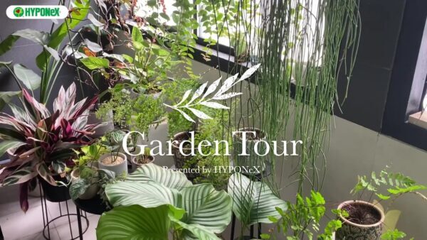 🕊Garden Tour🕊47：シダ系植物を中心に、ハンギングやスタンドを使って、インテリアとして雰囲気が出るように植物を育てるお部屋