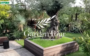 🕊Garden Tour🕊38：オリーブ古木を庭の中心に、庭を囲うようにオージープランツやネイティブプランツを100種類以上植栽したお庭