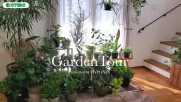 🕊Garden Tour🕊45：深い色のグリーンを集めた植物が窓際いっぱいに育つお部屋