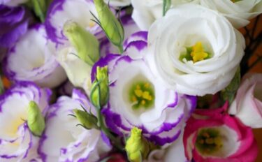 【トルコキキョウの育て方】｜きれいな花を咲かせるお手入れのコツやおすすめ品種