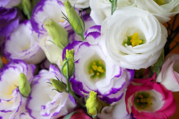 【トルコキキョウの育て方】｜きれいな花を咲かせるお手入れのコツやおすすめ品種